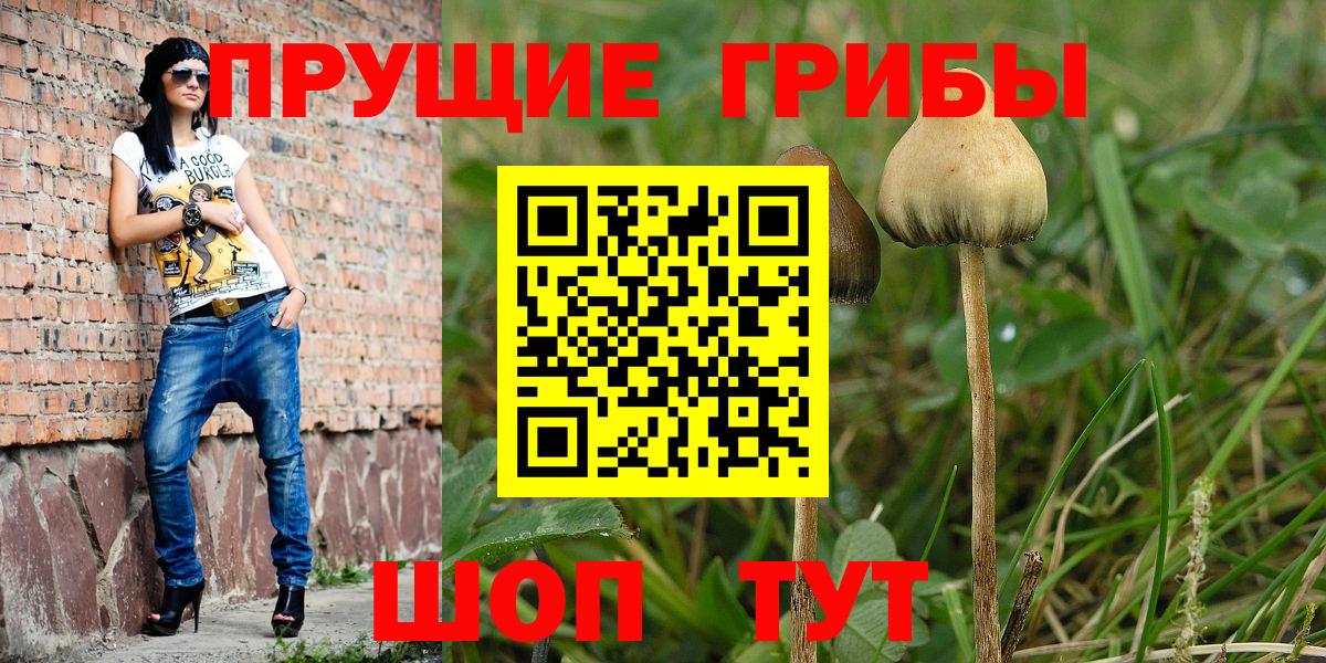 Галлюциногенные грибы Psilocybe Ленинск-Кузнецкий